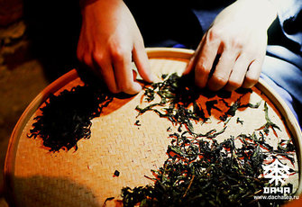 Краткая история Уишаньского чая и утесных северофуцзяньских улунов
