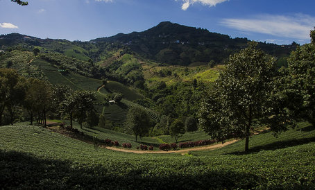 Вид на чайные плантации близ деревни Мэйсаньлэ. 