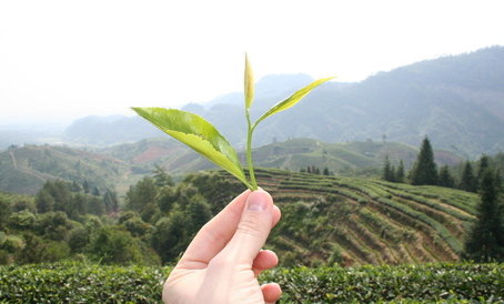 Свежий урожай зеленого чая - сбор весна 2013