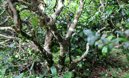 Деревья чайные подрезают, чтобы они не росли в высоту, что облегчает сбор чая и урожайность куста