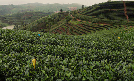Плантации красного чая - пока ещё достаточно молодые кусты. В это время чая собирают мало, но нельзя сказать, что не собирают вообще. На заводе все-таки идёт производство чая летнего урожая - зелёного и красного, кое-где на плантациях видны сборщики чая. 