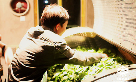 На производстве чая. Закладка свежего листа в барабан. Начало процесса «кручение зелени».