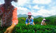 Сборщицы чая в провинции Гуанси